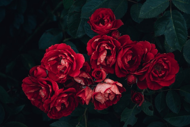 Rozen